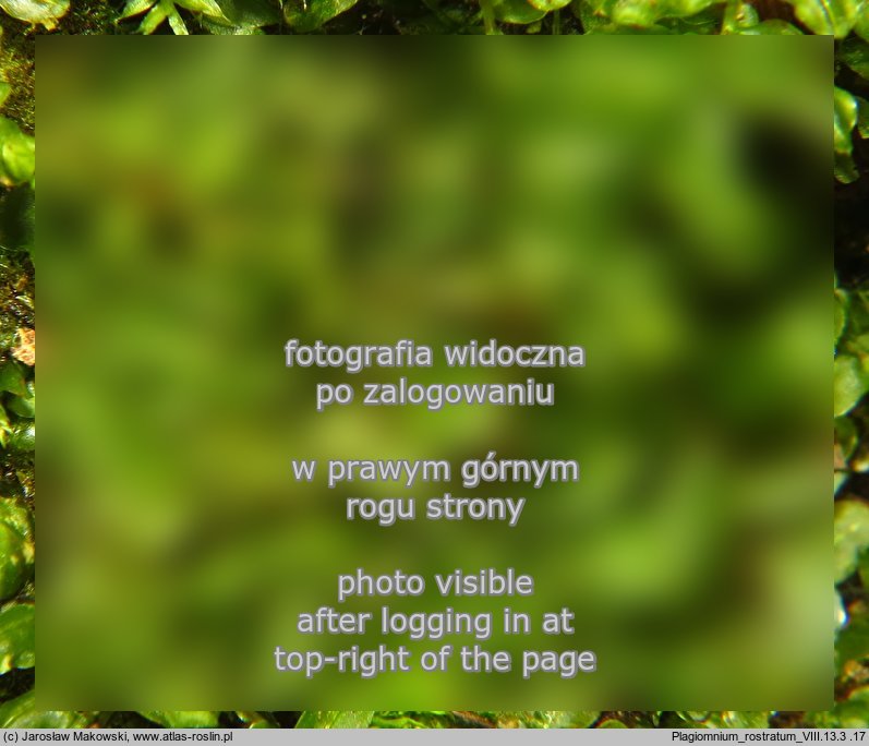 Plagiomnium rostratum (płaskomerzyk dzióbkowaty)