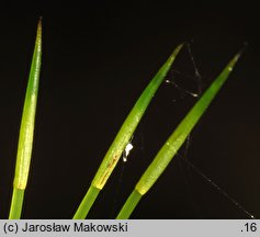 Plagiomnium undulatum (płaskomerzyk falisty)