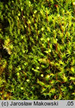 Plagiopus oederiana (płaskodziur trójkątny)