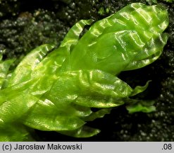 Buckiella undulata (płaszczeniec marszczony)