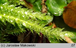 Buckiella undulata (płaszczeniec marszczony)