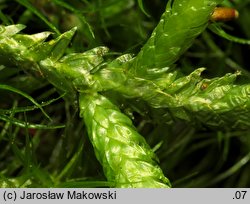 Buckiella undulata (płaszczeniec marszczony)