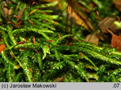 Buckiella undulata (płaszczeniec marszczony)