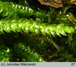 Buckiella undulata (płaszczeniec marszczony)