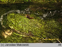 Platyhypnidium riparioides (brzeżnik strumieniowy)