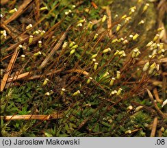 Pogonatum aloides (płonniczek aloesowaty)