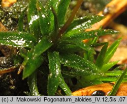 Pogonatum aloides (płonniczek aloesowaty)