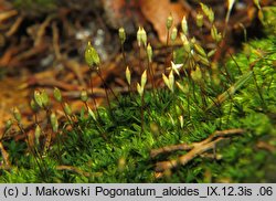 Pogonatum aloides (płonniczek aloesowaty)