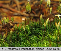 Pogonatum aloides (płonniczek aloesowaty)