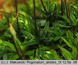 Pogonatum aloides (płonniczek aloesowaty)