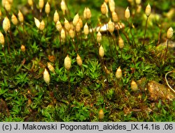 Pogonatum aloides (płonniczek aloesowaty)