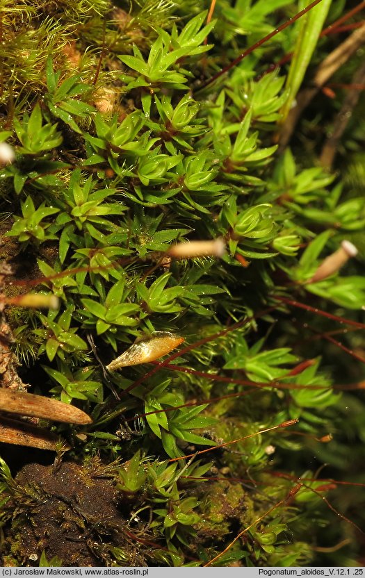 Pogonatum aloides (płonniczek aloesowaty)