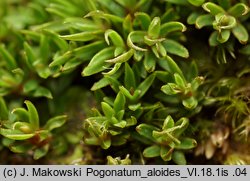 Pogonatum aloides (płonniczek aloesowaty)