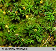 Pogonatum aloides (płonniczek aloesowaty)