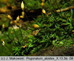 Pogonatum aloides (płonniczek aloesowaty)