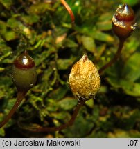 Pogonatum nanum (płonniczek karłowaty)