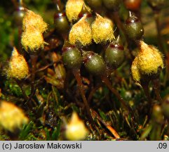 Pogonatum nanum (płonniczek karłowaty)