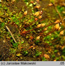 Pogonatum nanum (płonniczek karłowaty)