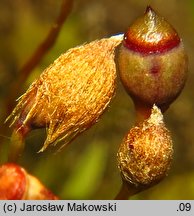 Pogonatum nanum (płonniczek karłowaty)