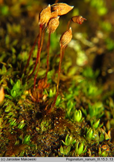 Pogonatum nanum (płonniczek karłowaty)