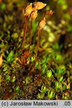 Pogonatum nanum (płonniczek karłowaty)