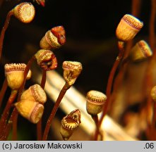 Pogonatum nanum (płonniczek karłowaty)