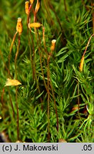 Pogonatum urnigerum (płonniczek słoikowy)