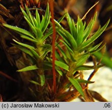 Pogonatum urnigerum (płonniczek słoikowy)