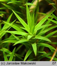 Pogonatum urnigerum (płonniczek słoikowy)