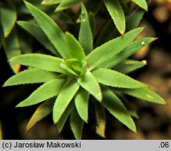 Pogonatum urnigerum (płonniczek słoikowy)