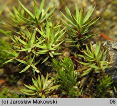 Pogonatum urnigerum (płonniczek słoikowy)