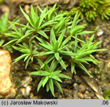 Pogonatum urnigerum (płonniczek słoikowy)