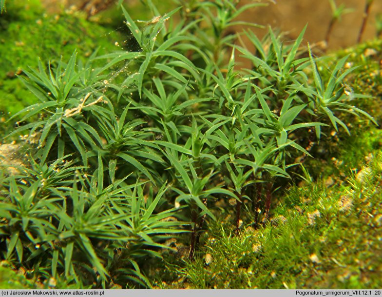 Pogonatum urnigerum (płonniczek słoikowy)