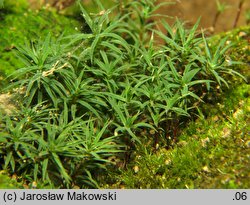 Pogonatum urnigerum (płonniczek słoikowy)