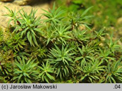 Pogonatum urnigerum (płonniczek słoikowy)