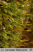 Polytrichastrum alpinum (złotowłos alpejski)