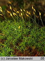 Polytrichastrum alpinum (złotowłos alpejski)