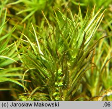 Polytrichastrum alpinum (złotowłos alpejski)