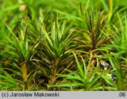 Polytrichastrum alpinum (złotowłos alpejski)