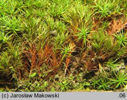 Polytrichastrum alpinum (złotowłos alpejski)