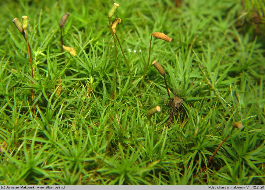 Polytrichastrum alpinum (złotowłos alpejski)