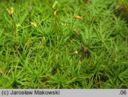 Polytrichastrum alpinum (złotowłos alpejski)