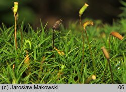 Polytrichastrum alpinum (złotowłos alpejski)