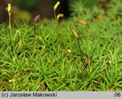 Polytrichastrum alpinum (złotowłos alpejski)