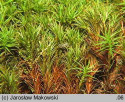 Polytrichastrum alpinum (złotowłos alpejski)