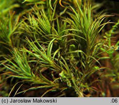 Polytrichastrum alpinum (złotowłos alpejski)