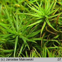 Polytrichastrum alpinum (złotowłos alpejski)