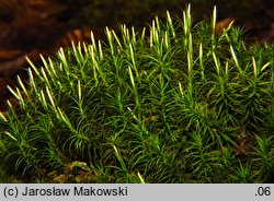 Polytrichastrum formosum (złotowłos strojny)