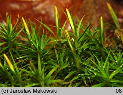 Polytrichastrum formosum (złotowłos strojny)