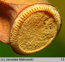 Polytrichastrum formosum (złotowłos strojny)